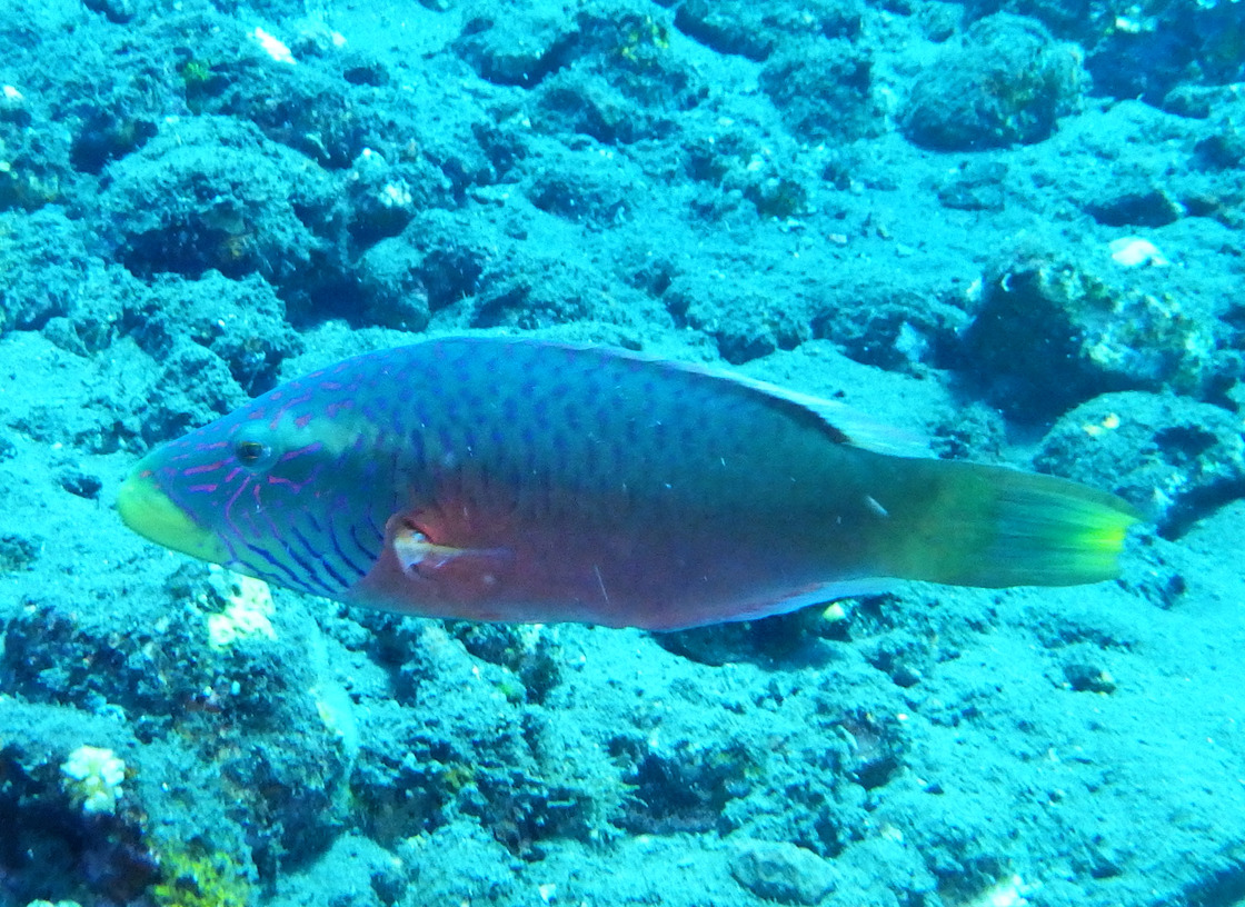 Bali2308251110a.JPG
