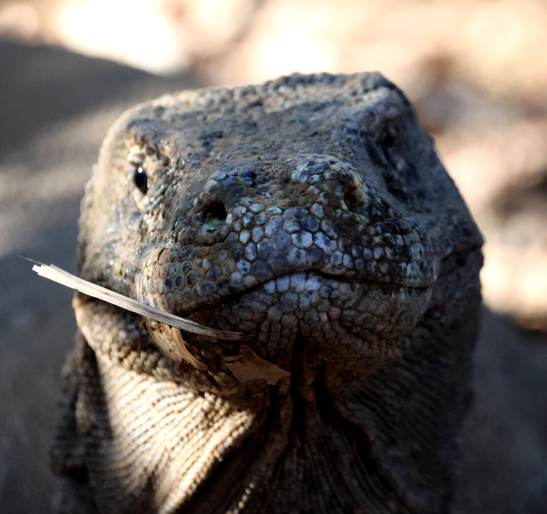 Komodo2308300719d.JPG