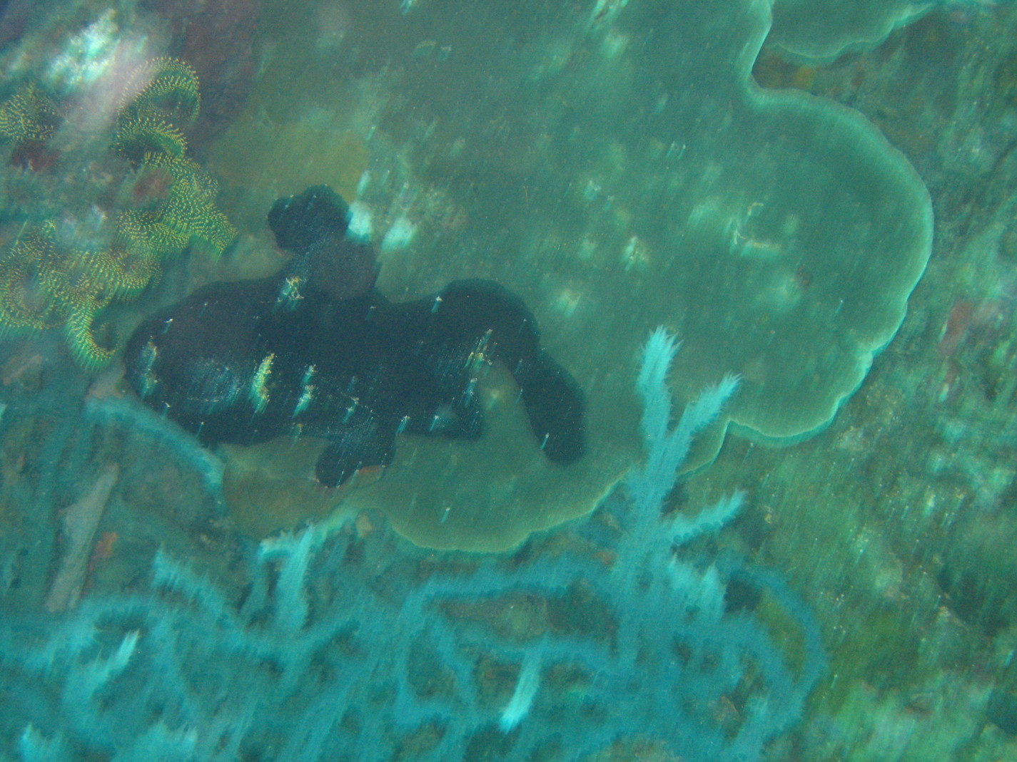 Coco080207_0931.JPG