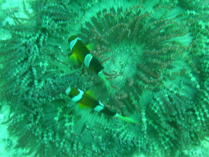 Coco080207_0946a.jpg