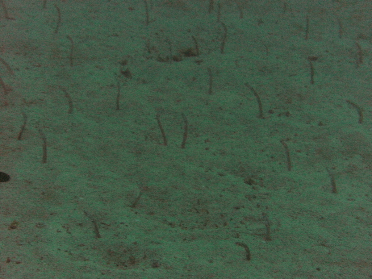 Cocos1009181523.JPG