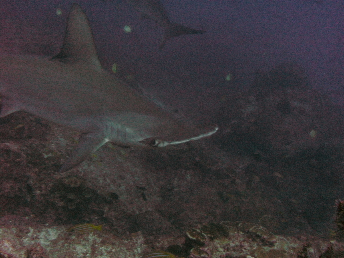 Cocos1009221133c.JPG