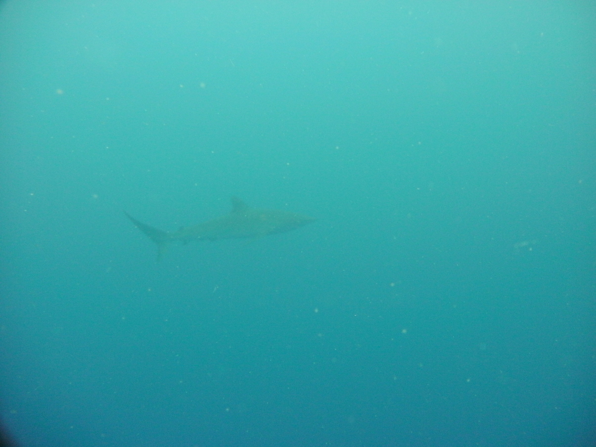 Cocos1009231556.JPG