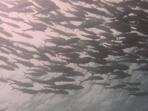 Cocos1009180850.jpg