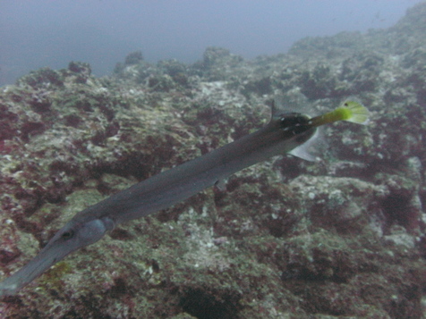 Cocos1009181150.jpg
