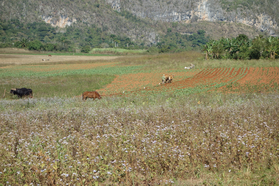 Cuba1501221106a.JPG