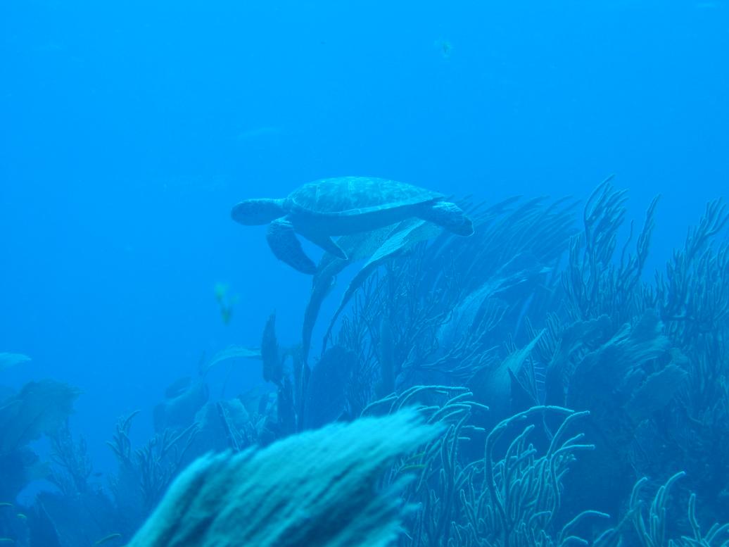 CUR060326_1106b.jpg