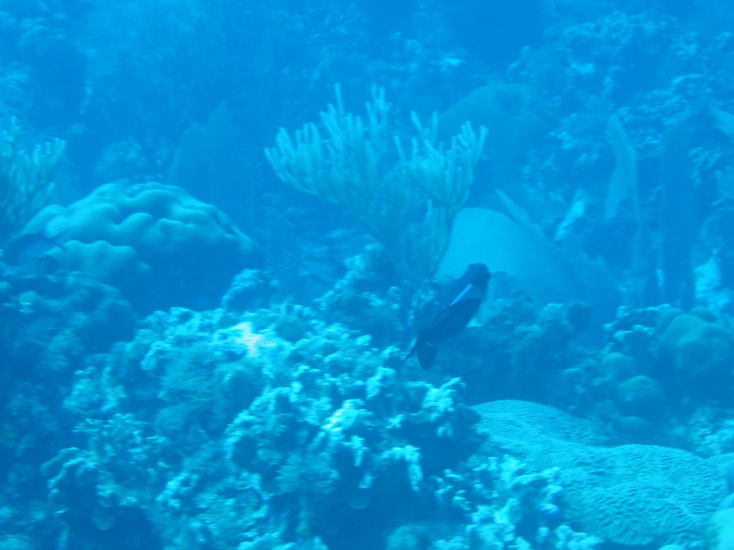 CUR060326_1111a.jpg