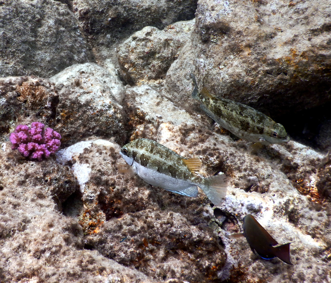 Egpt1904061017g.JPG