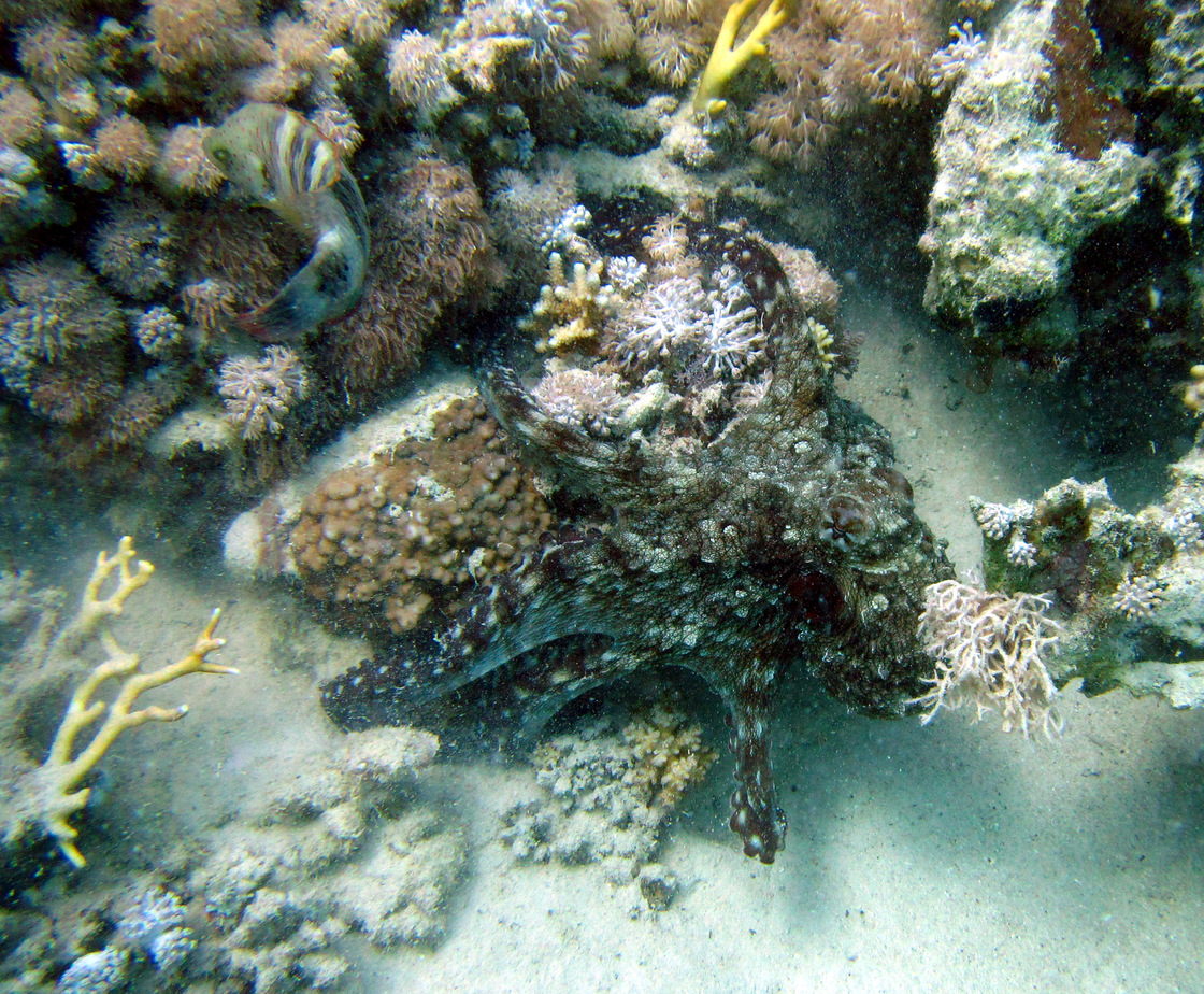 Egpt1904121328a.JPG