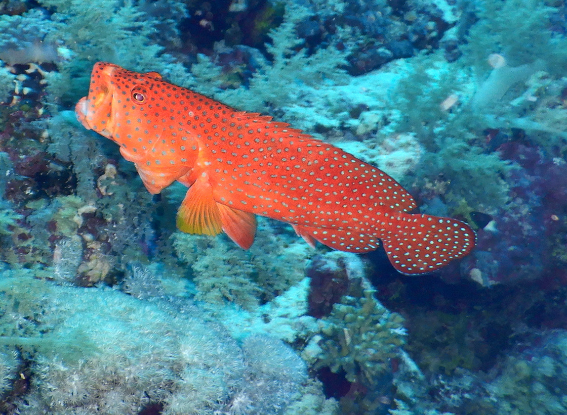 Egpt2111150630c.JPG