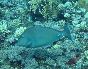 Egpt2111151518a.jpg