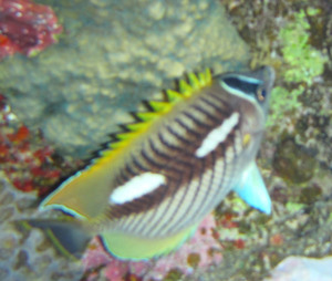Egpt2111151814b.jpg
