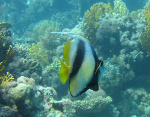 Egpt2111171220c.jpg