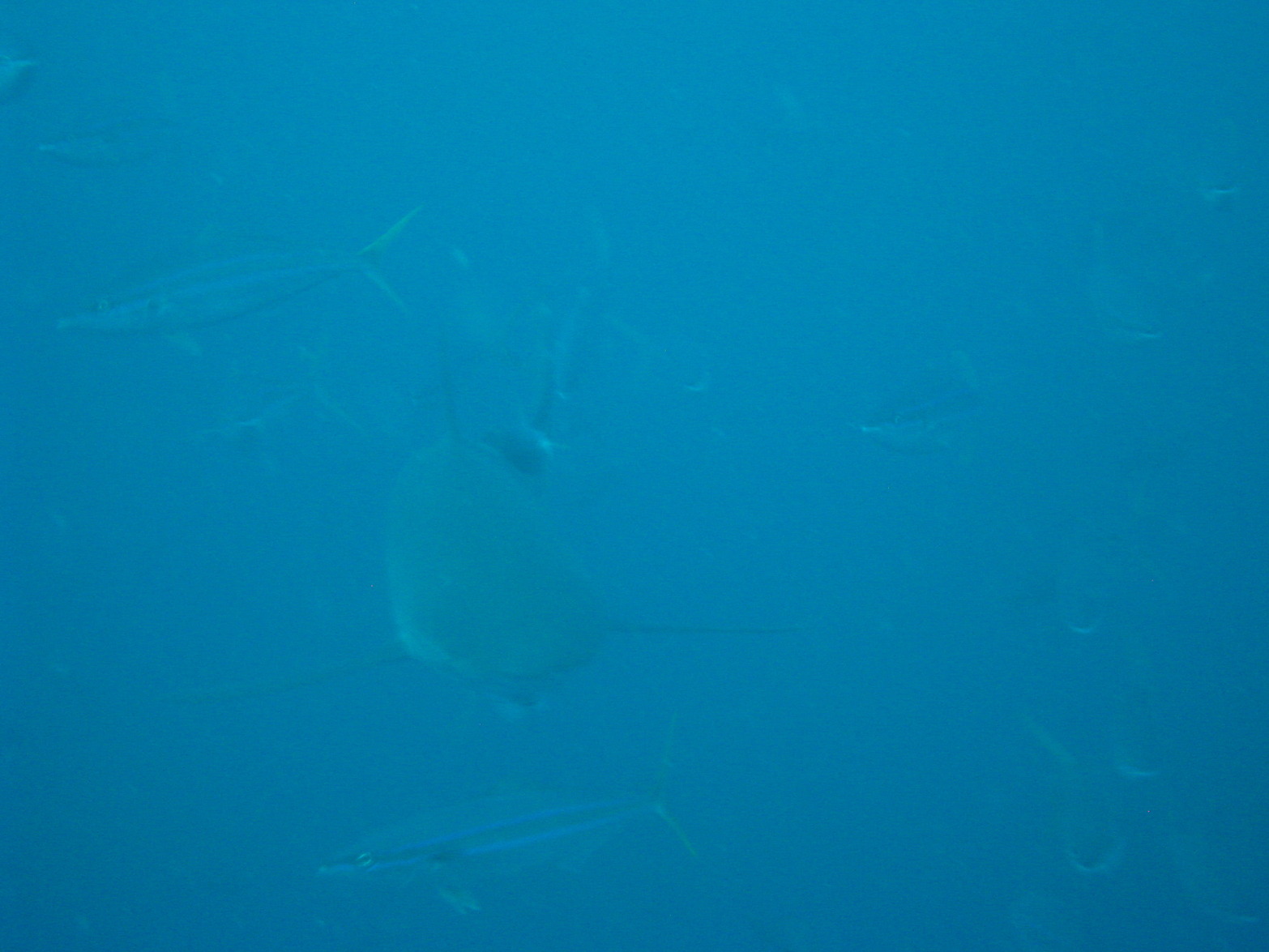 Gal1001241702b.JPG