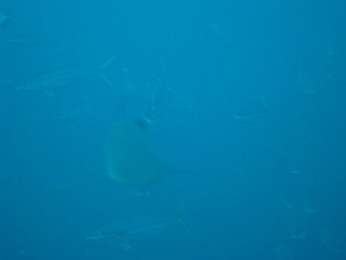 Gal1001241702b.jpg