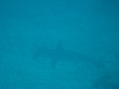 Gal1001250951b.jpg