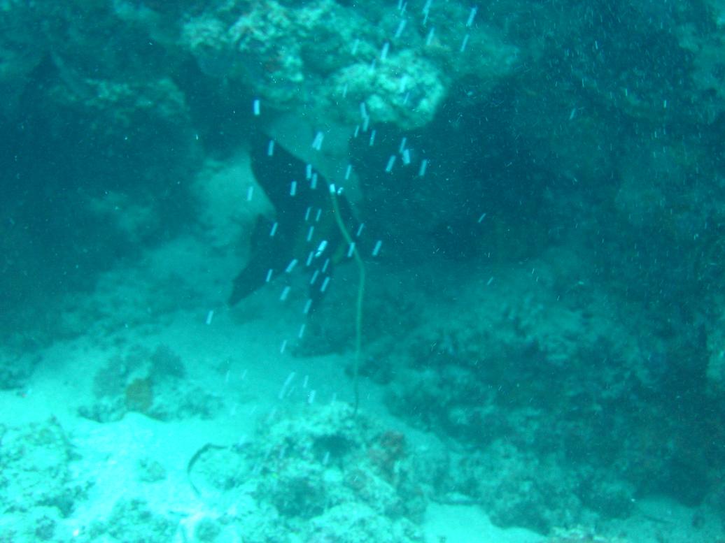 GiTr070520_1426b.JPG