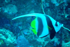 Mad1403150914a.jpg