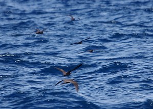 Mad1403181116a.jpg