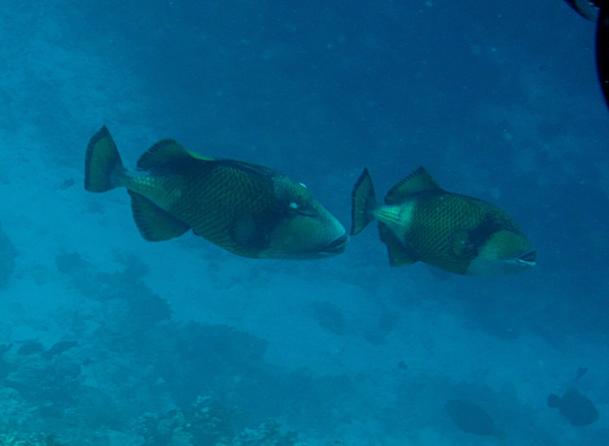 Mal1311200951a.JPG