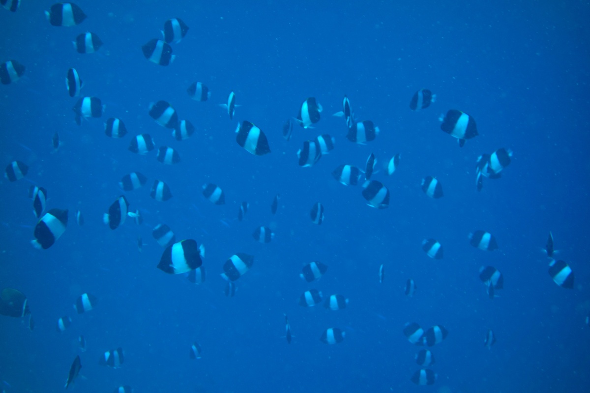 Mal1311201005.JPG