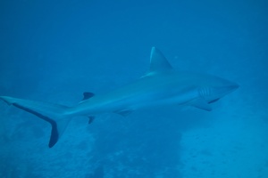 Mal1311181258b.jpg