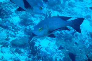 Mal1311200914a.jpg