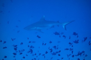 Mal1311200942a.jpg