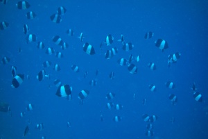 Mal1311201005.jpg