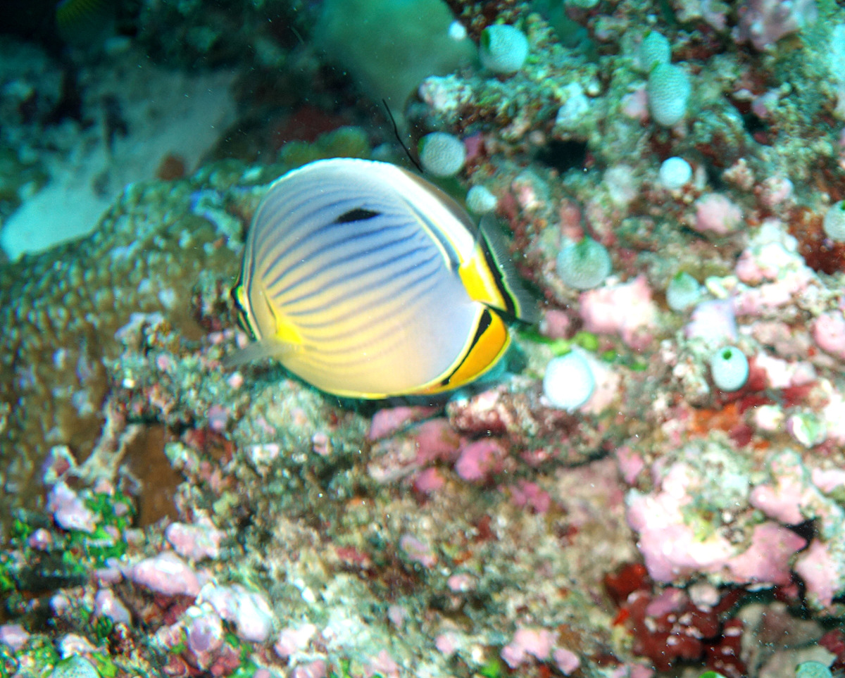Mal1509031057a.JPG