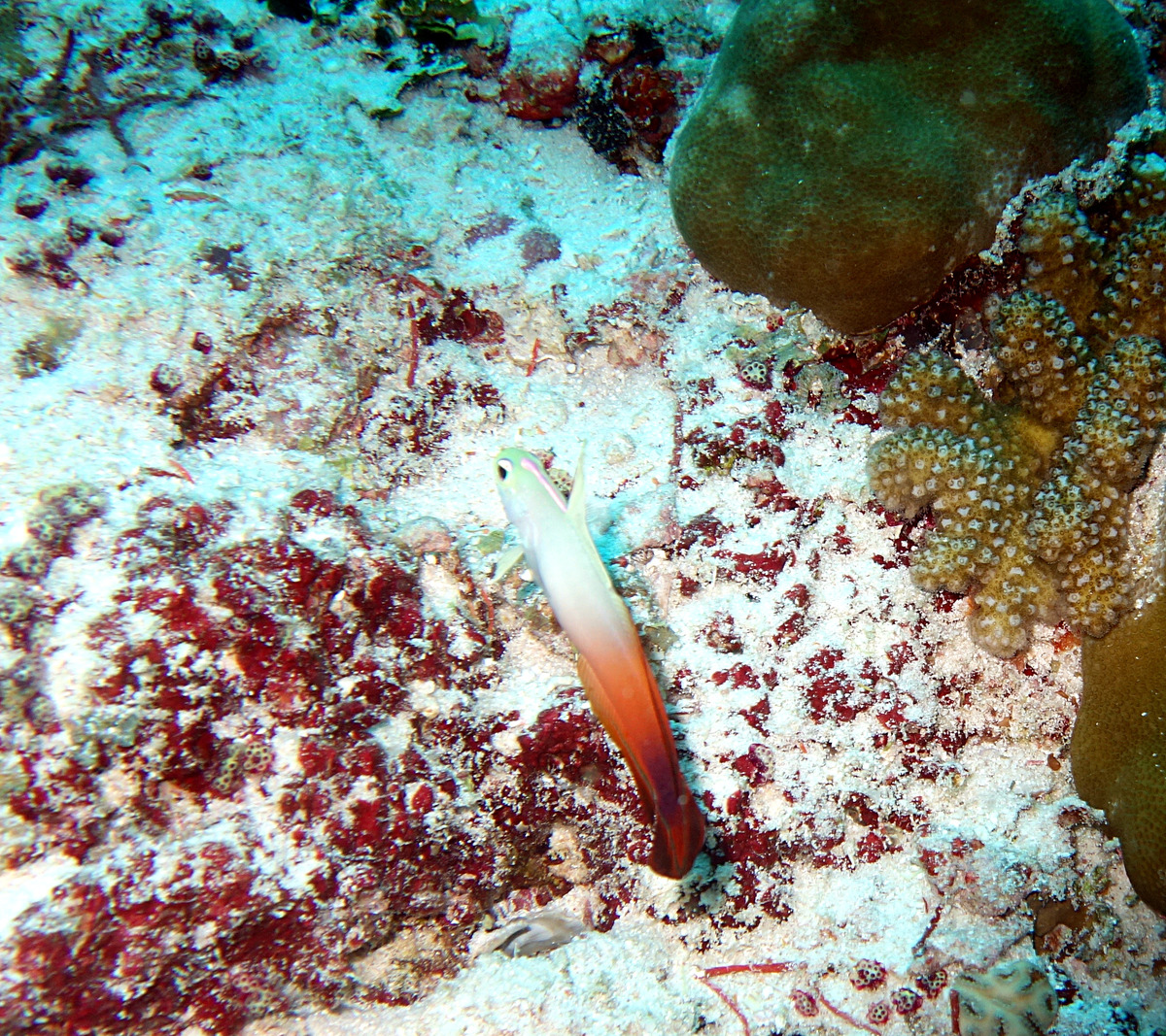 Mal1509041322b.JPG