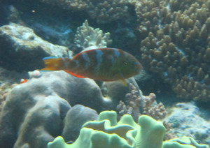 Raja1604291622a.jpg
