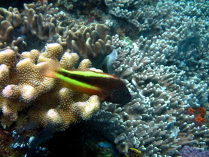 Raja1604300755.jpg