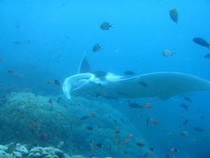 Raja1604300815a.jpg