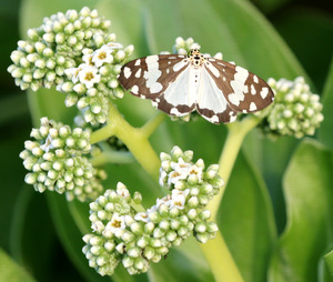 Raja1604301748c.jpg