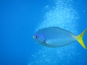 Raja1605011529.jpg