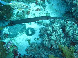 Zanzi130211_1448.jpg