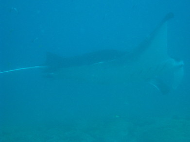 Tofo0902251013d.jpg