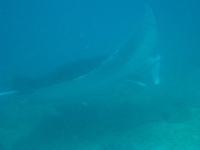 Tofo0902251014c.jpg