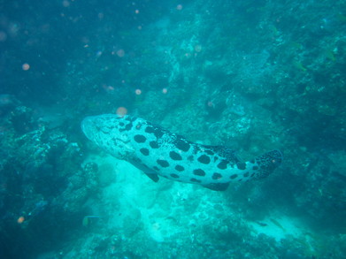 Tofo0902261054a.jpg