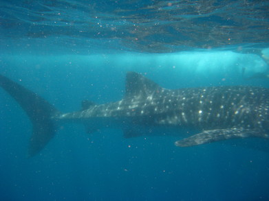 Tofo0902271044c.jpg