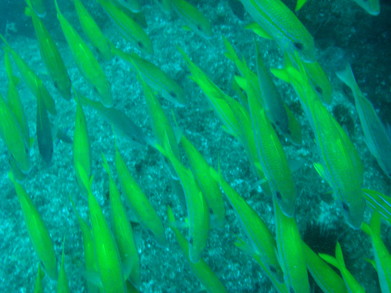 Tofo0902280933.jpg