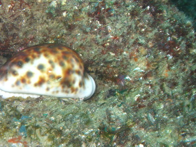 Tofo0902281506.jpg