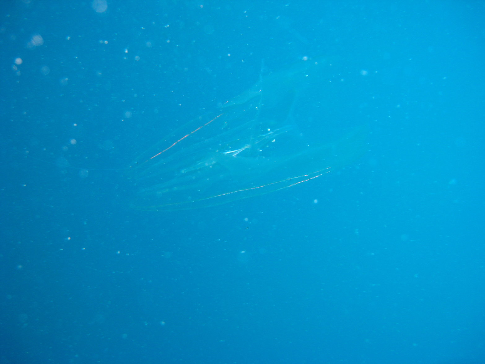 Zavora0908271123b.JPG