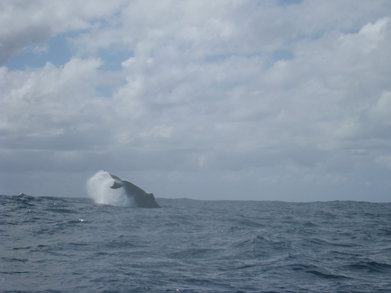 Zavora0908251138c.jpg