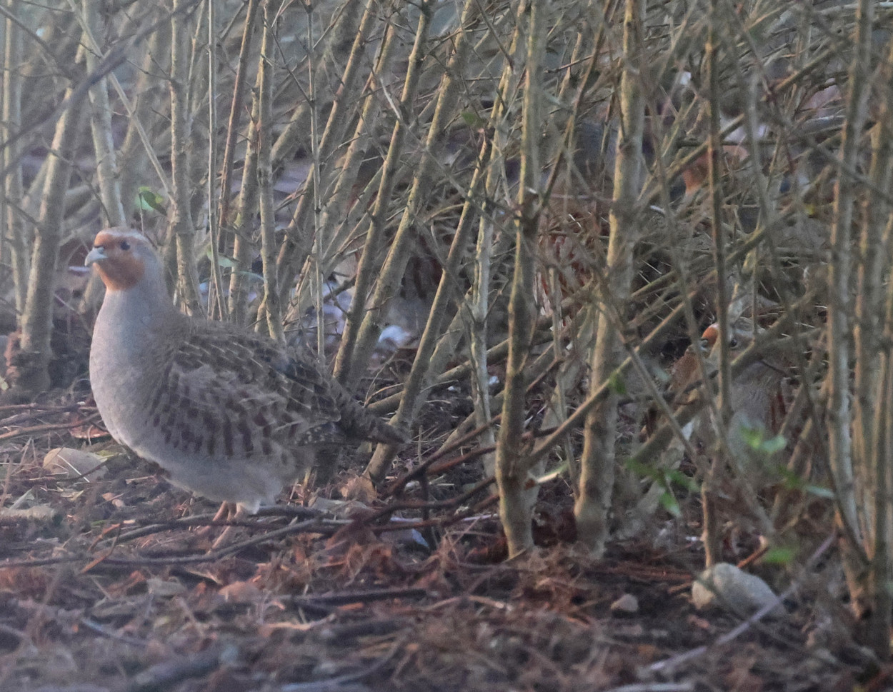 Borb2501071535a.JPG