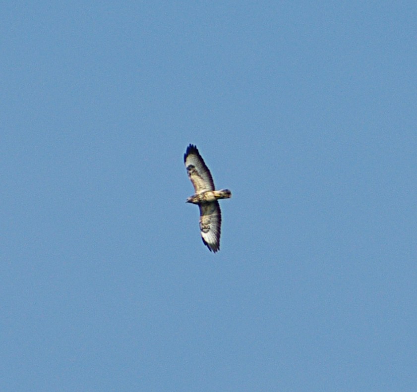 Brede0804290943.JPG