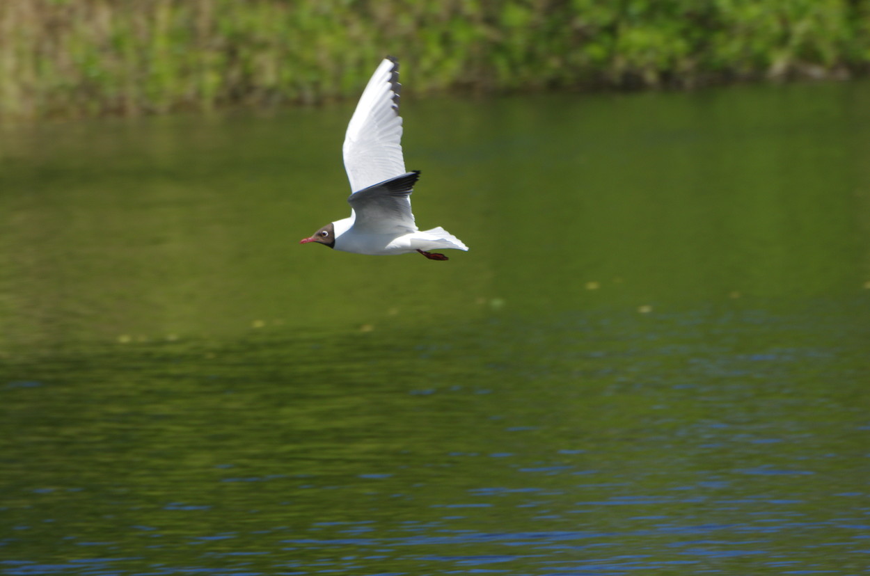 Brede1105081627b.JPG