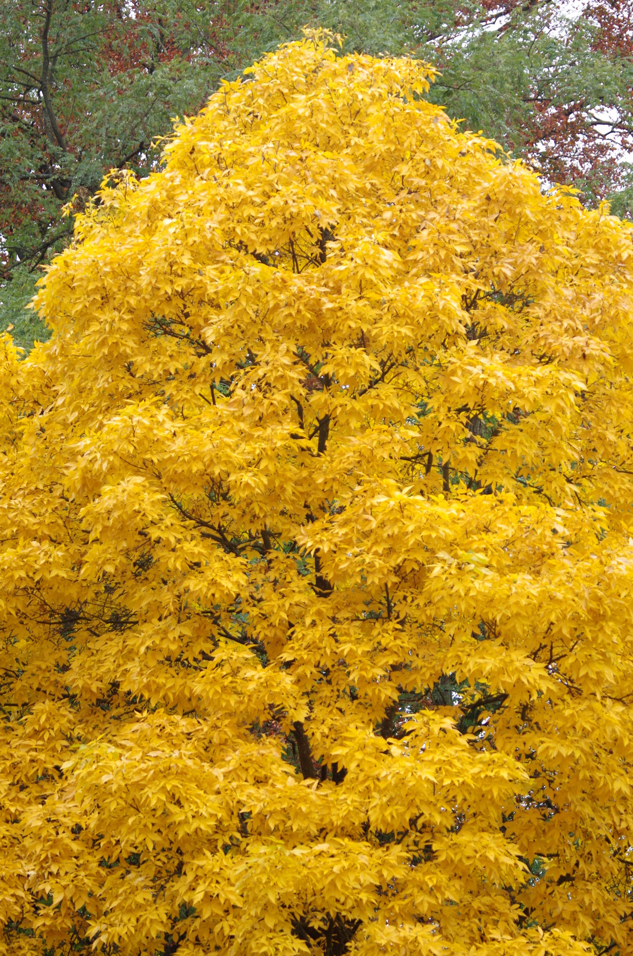 Brede1510241104.JPG